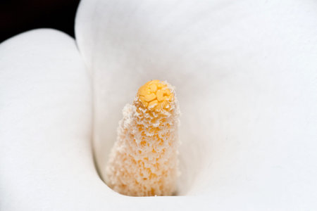 White calla lilies