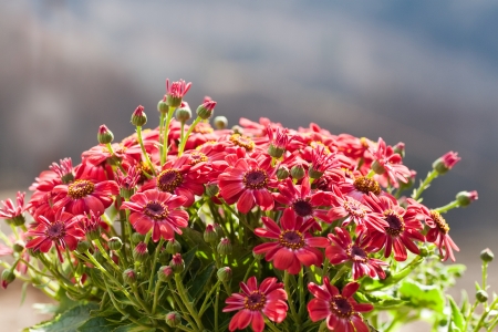 beautiful fake flowerの写真素材