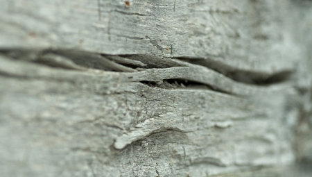 Old wood, nature textureの写真素材