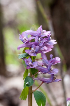Springtime is the moment for this beautiful flowerの写真素材