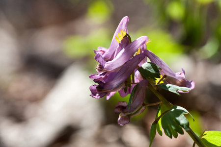Springtime is the moment for this beautiful flower
