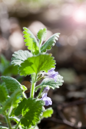 Beautiful purple wild flowersの写真素材