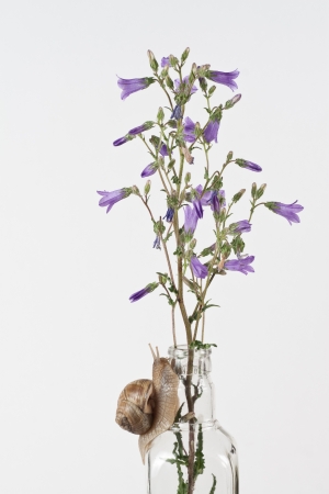 blue flower on a white background, isolated flower,の写真素材