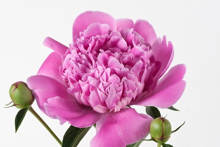 pink peony isolated on whiteの写真素材