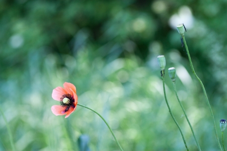 poppy  with out of focus poppy field in background.の写真素材
