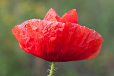 poppy  with out of focus poppy field in background.の写真素材
