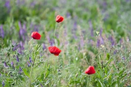 Poppy flowers in spring gardenの写真素材