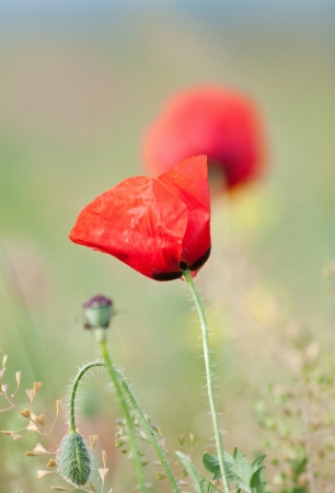 poppy  with out of focus poppy field in background.の写真素材