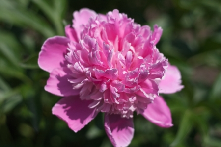 European peony, or Common peonyの写真素材