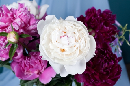 Bouquet of peonies. Isolated on white backgroundの写真素材