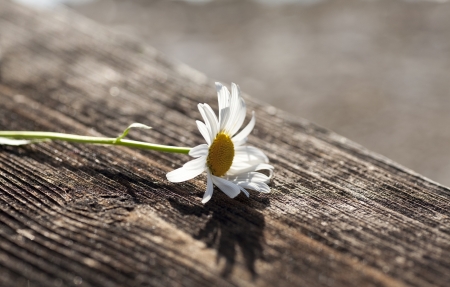 nice blossom of daisy on old wooden texture backgroundの写真素材
