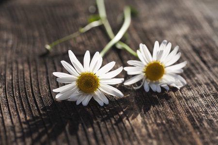 nice blossom of daisy on old wooden texture background