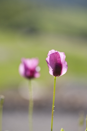 flower of the poppy on backgroundの写真素材