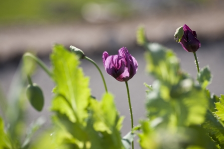 flower of the poppy on backgroundの写真素材