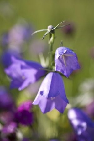 harebell wildflowers - Campanula rotundifolia - Bellflower family の写真素材