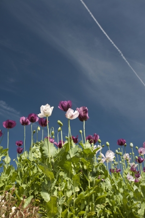 poppies in field on background skyの写真素材