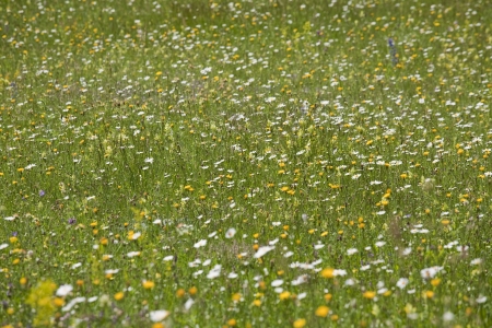 Chamomile flowers on a meadow in summerの写真素材
