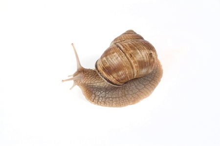 Garden Snail in front of white backgroundの写真素材