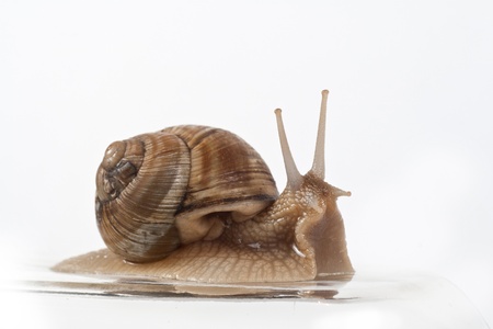 Garden Snail in front of white backgroundの写真素材