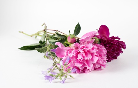 pink peony isolated on whiteの写真素材