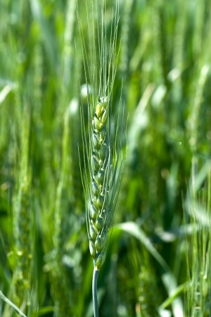 wheat ears on field backgroundの写真素材