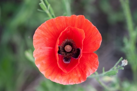 poppy  with out of focus poppy field in background.の写真素材