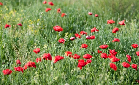 Poppy flowers in spring gardenの写真素材