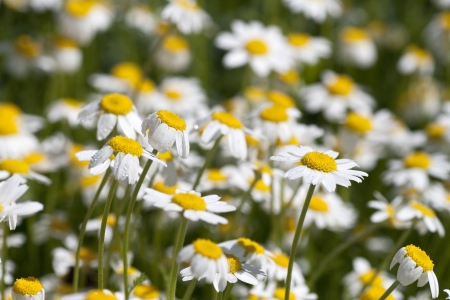Chamomile flowers on a meadow in summerの写真素材