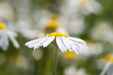 Wild chamomile. White flowers. Selective focus. Bokehの写真素材