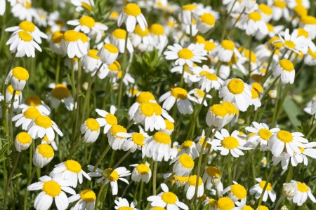 Chamomile flowers on a meadow in summerの写真素材