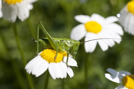 Green grasshopper on chamomille flowerの写真素材