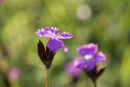 Wildflowers bright sunny day. Blue cornflowersの写真素材