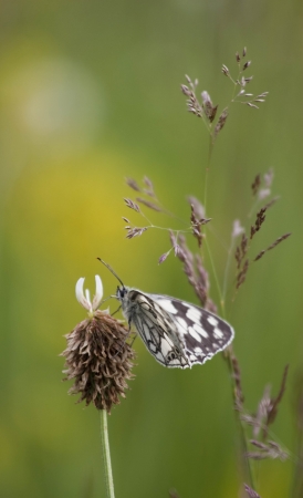 Butterfly on the flowerの写真素材