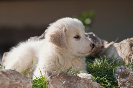 puppy shepherd dog on the background