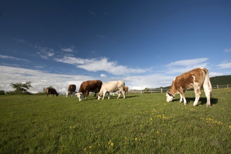 mountain cows grazing on fieldの写真素材