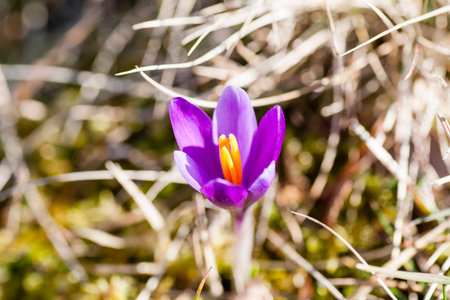 crocus - one of the first spring flowers