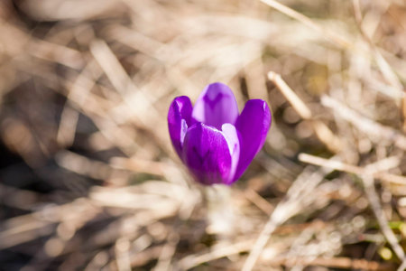 crocus - one of the first spring flowersの写真素材