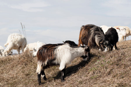 Goat in meadow. Goat herdの写真素材