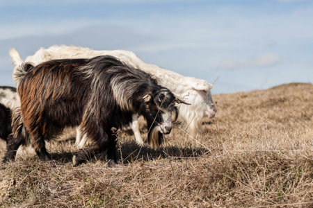 Goat in meadow. Goat herdの写真素材