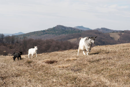 Goat in meadow. Goat herdの写真素材