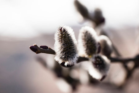 Flowers willow on spring backgroundの写真素材