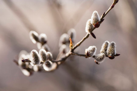 Flowers willow on spring background