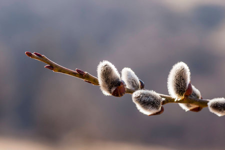 Flowers willow on spring background