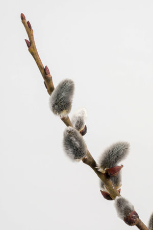 spring flowering branches of willowの写真素材