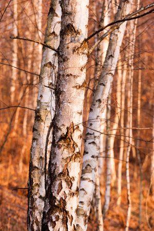 Birch Tree Forest At Springの写真素材