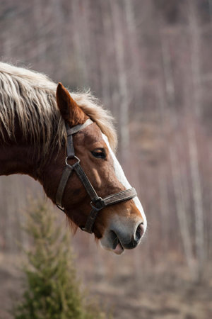 portrait of Paint Horse in Pastureの写真素材
