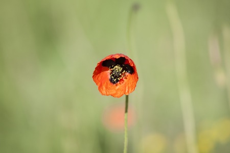 red poppies in spring fieldの写真素材