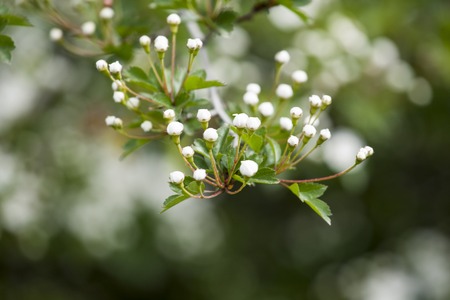 Hawthorn blossomの写真素材