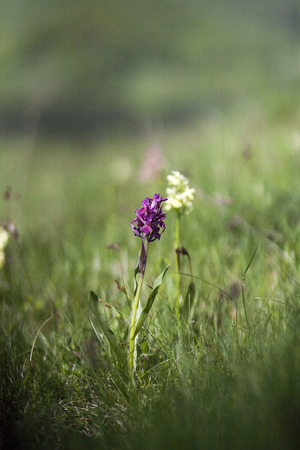 Lesser Butterfly Orchid - Platanthera bifoliaの写真素材
