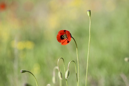 red poppies in spring fieldの写真素材